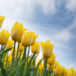 field of yellow tulips being used to represent the the upcoming TEFAF art fair